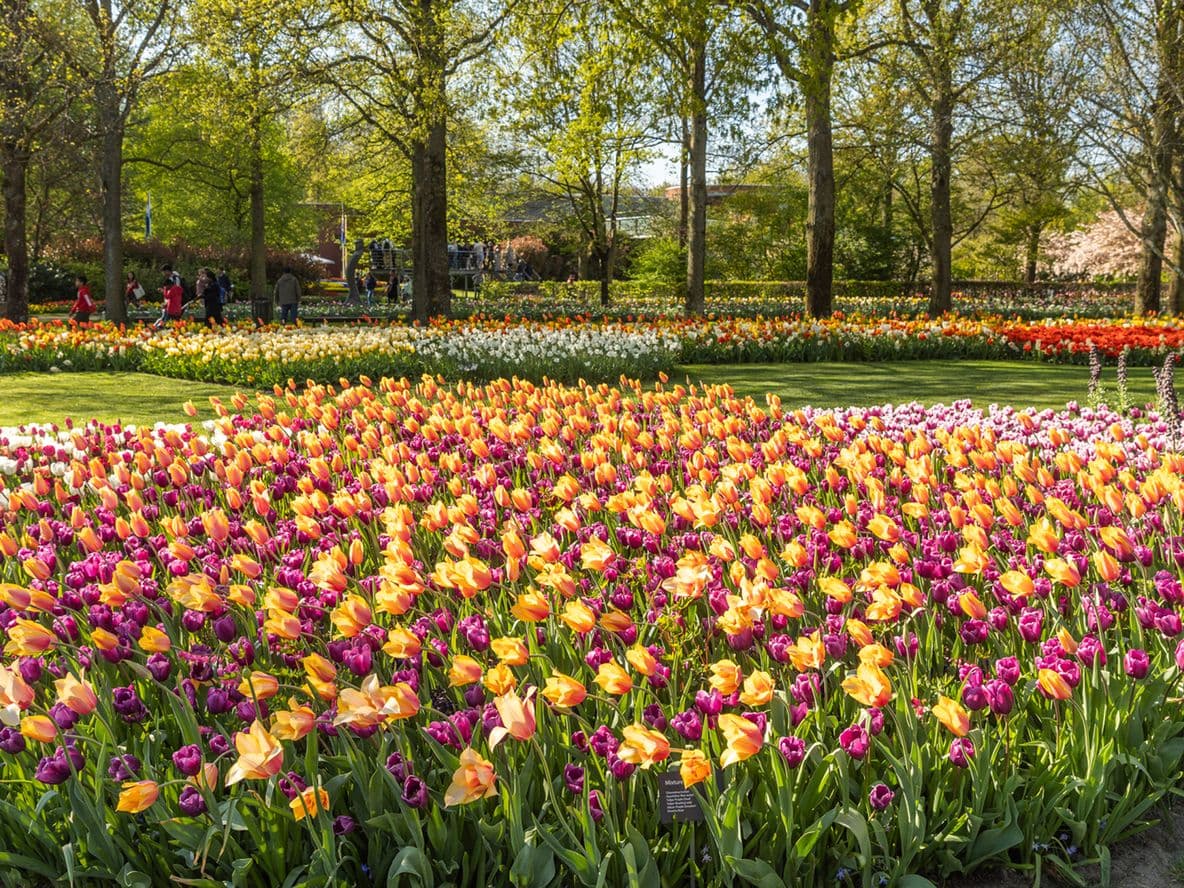 A blooming tulip field in the Netherlands