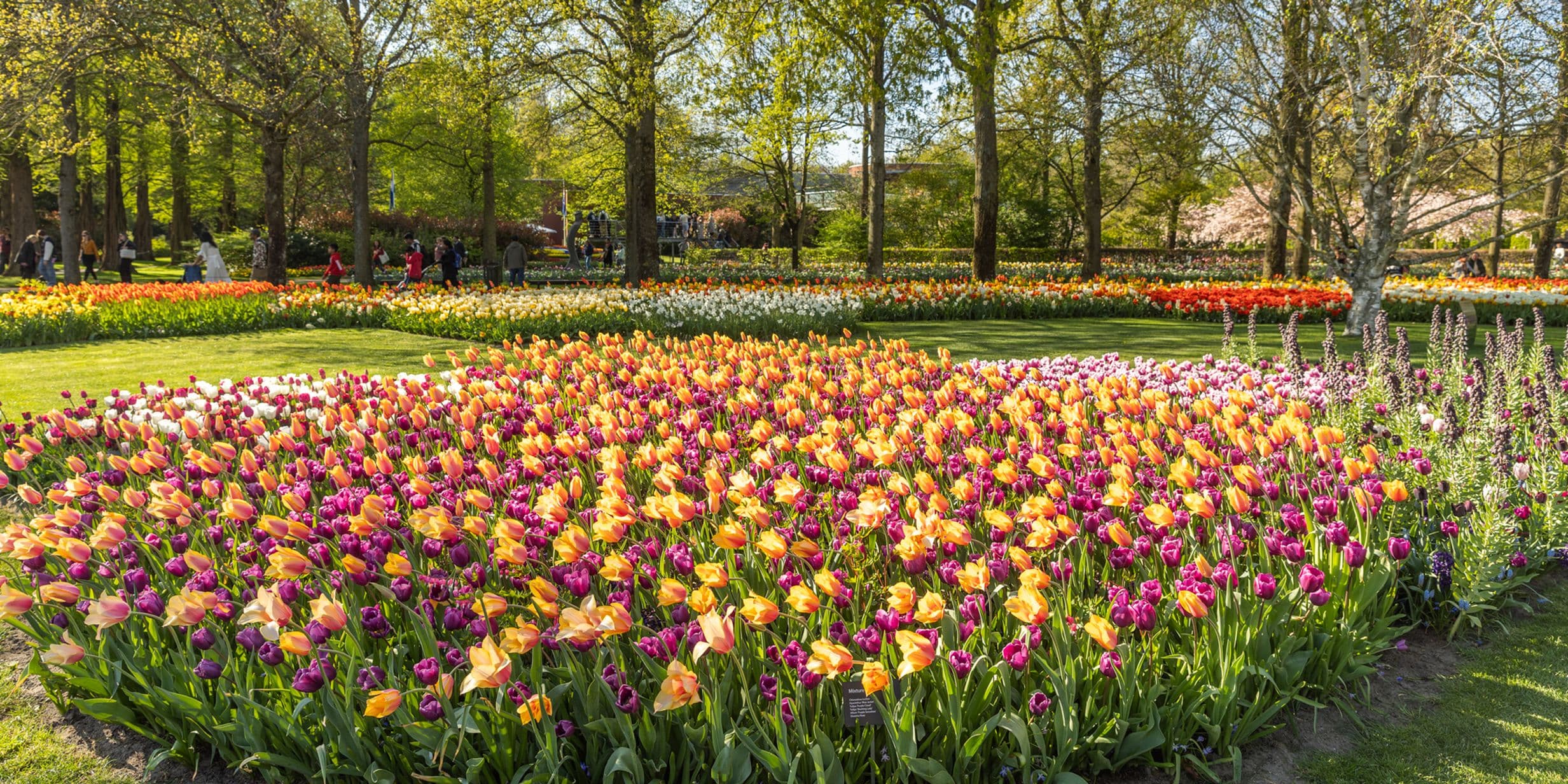 A blooming tulip field in the Netherlands