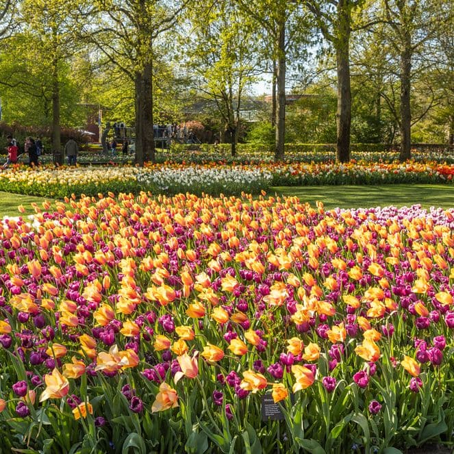 A blooming tulip field in the Netherlands