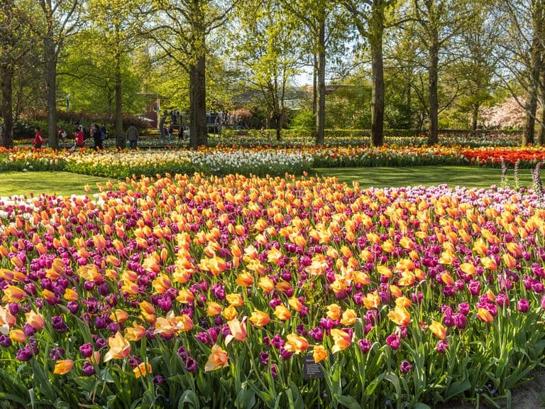 A blooming tulip field in the Netherlands