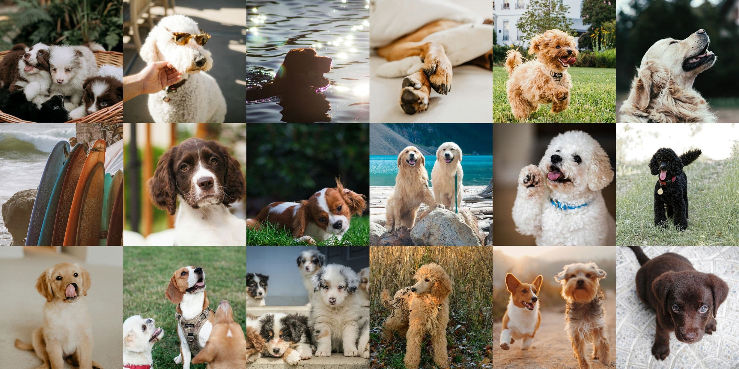 The most photographed dog breeds in the world