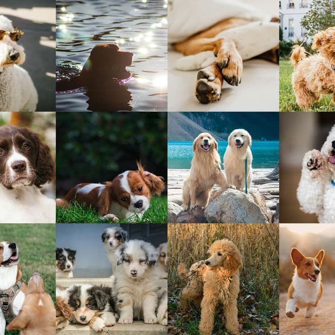 The most photographed dog breeds in the world