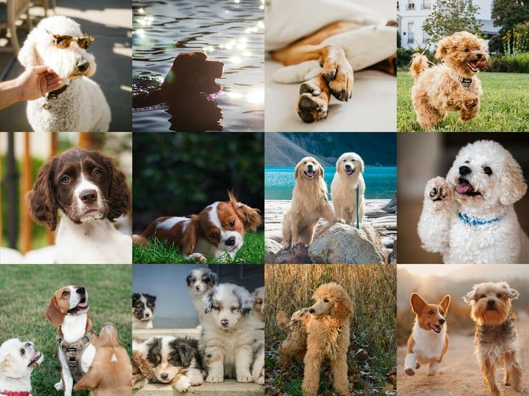 The most photographed dog breeds in the world
