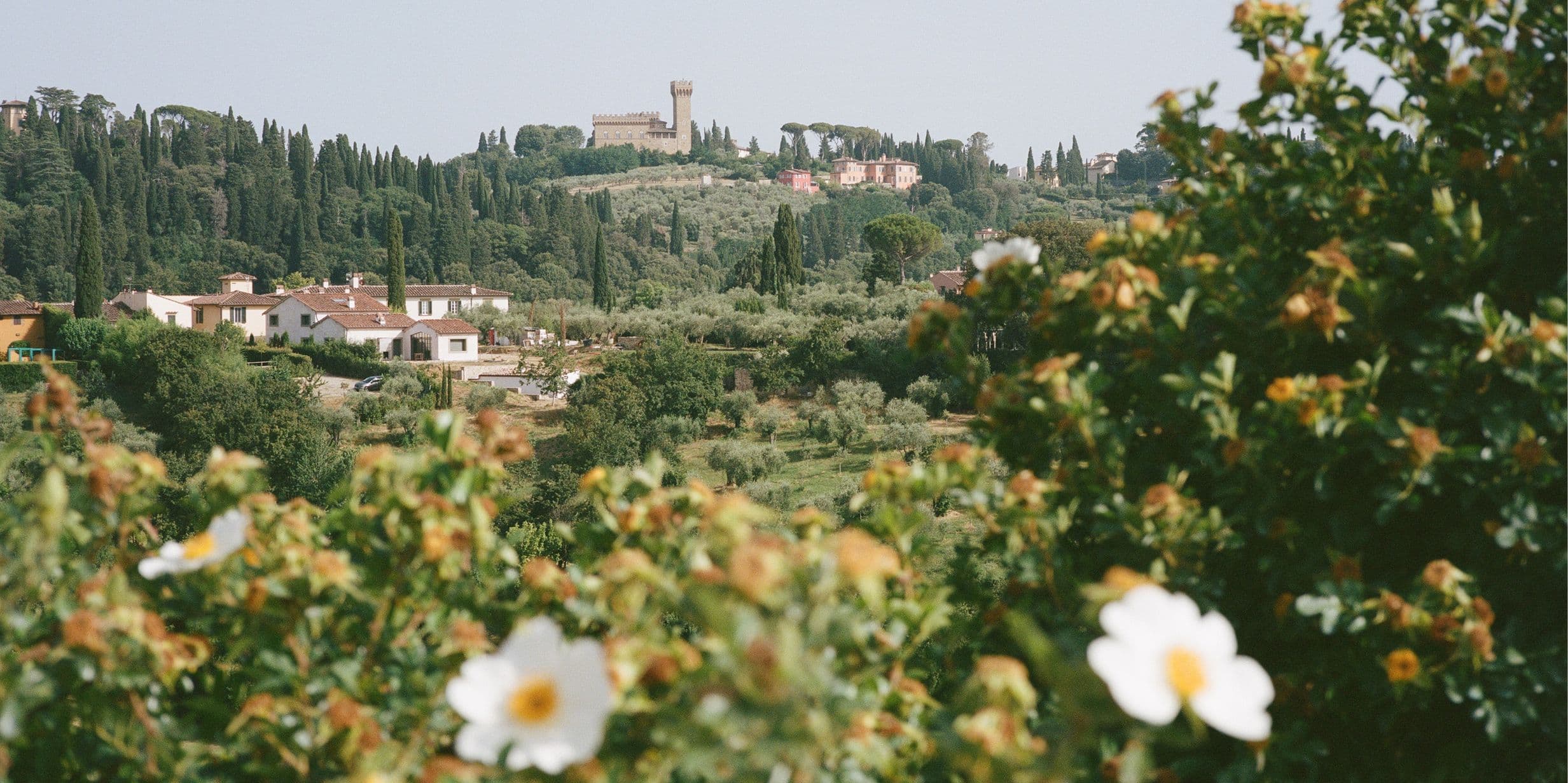 Countryside with blooming white flowers, distant hills, and a castle on the horizon surrounded by greenery under a clear sky.