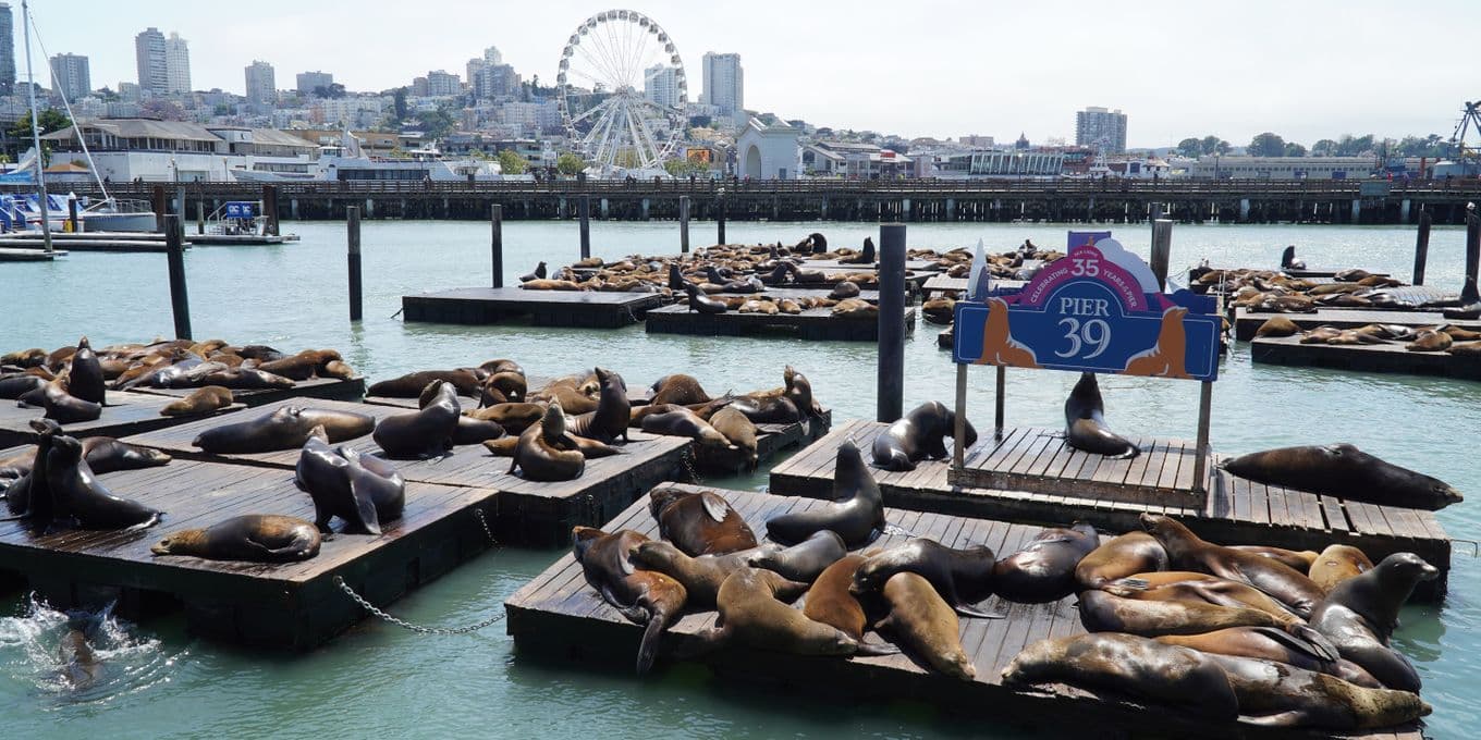 Scores of sea lions basking on Pier 39, San Francisco