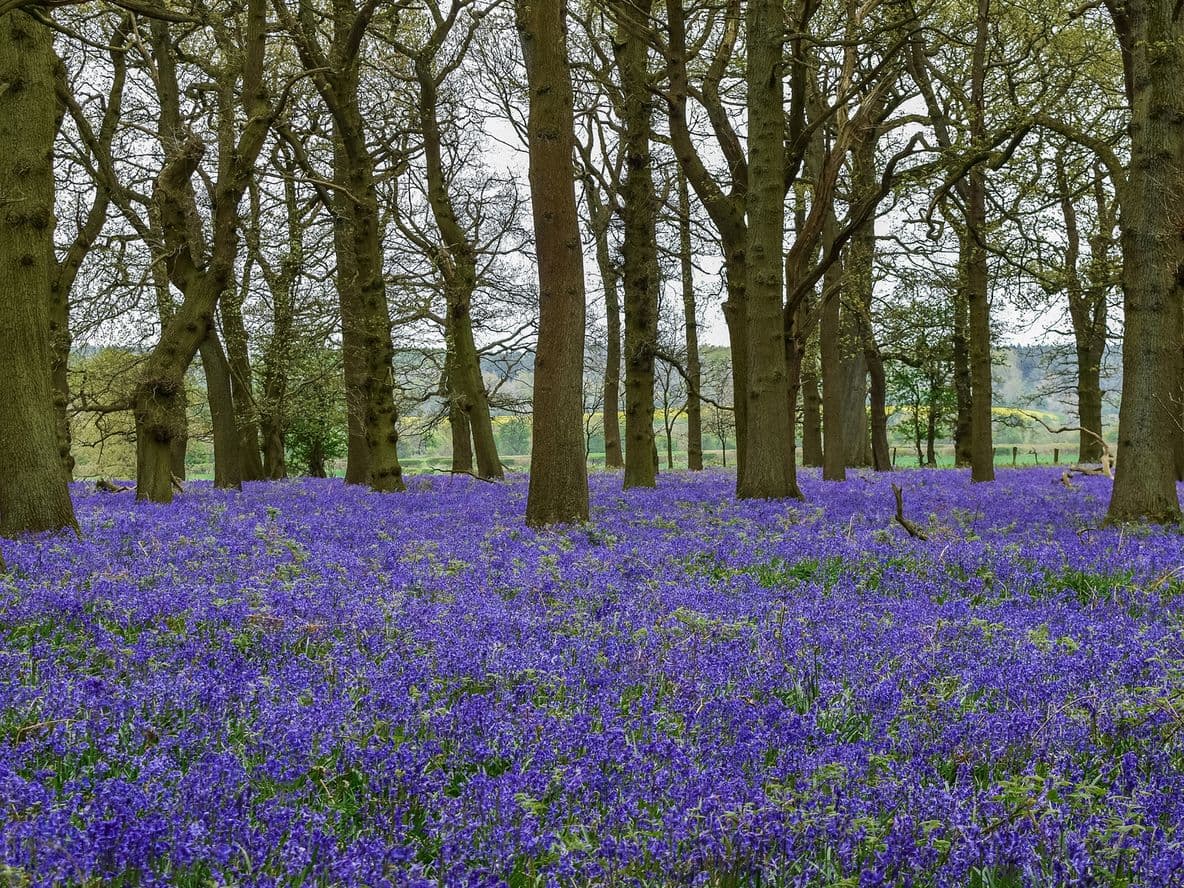 The most picturesque gardens in the UK to photograph this spring
