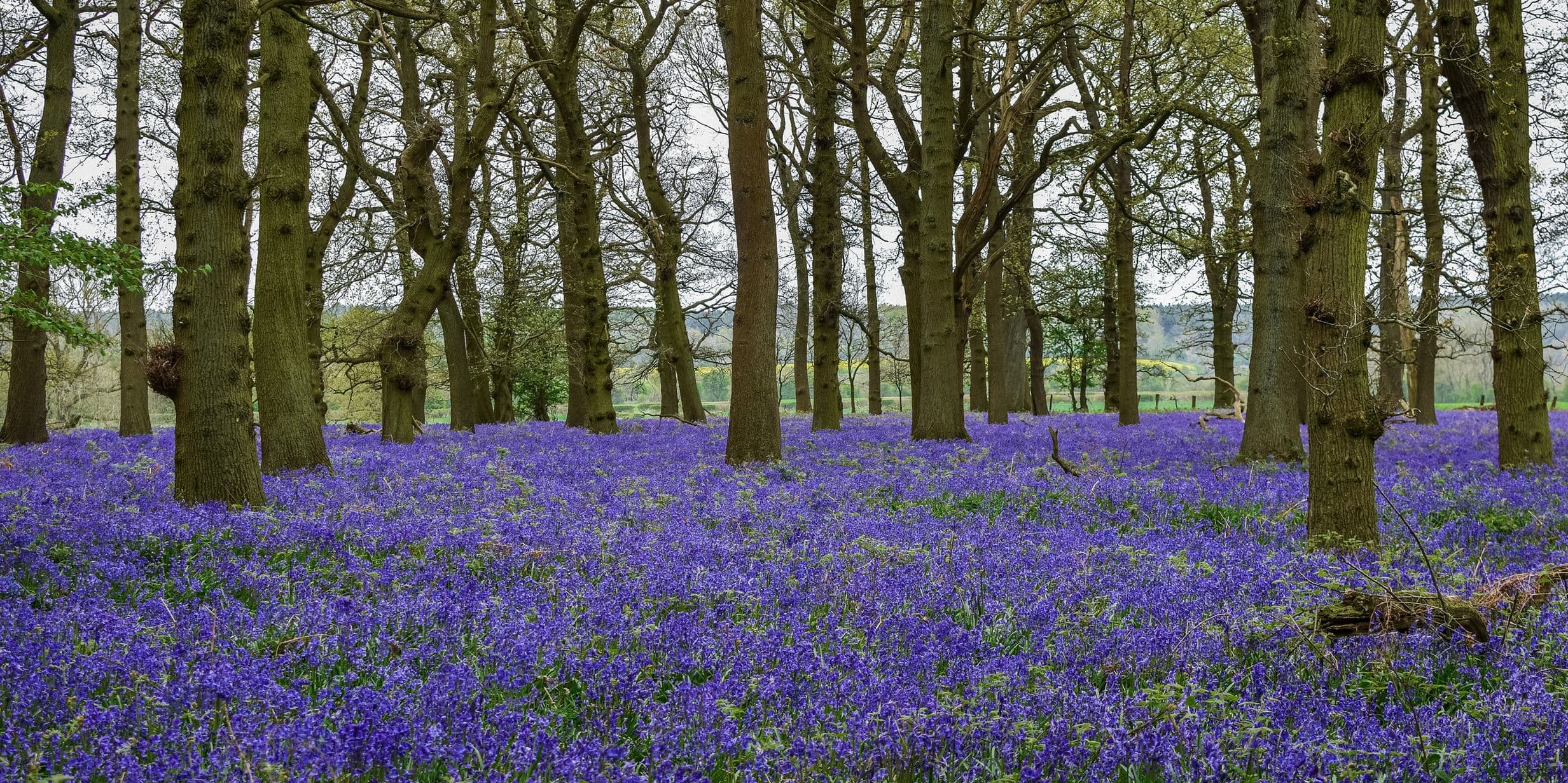 The most picturesque gardens in the UK to photograph this spring