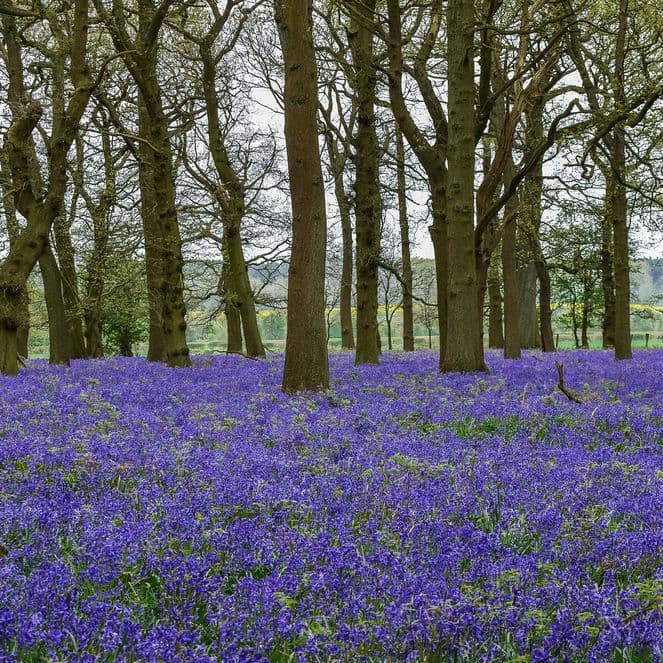 The most picturesque gardens in the UK to photograph this spring