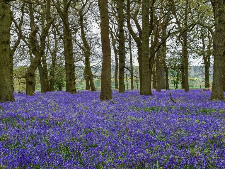 The most picturesque gardens in the UK to photograph this spring