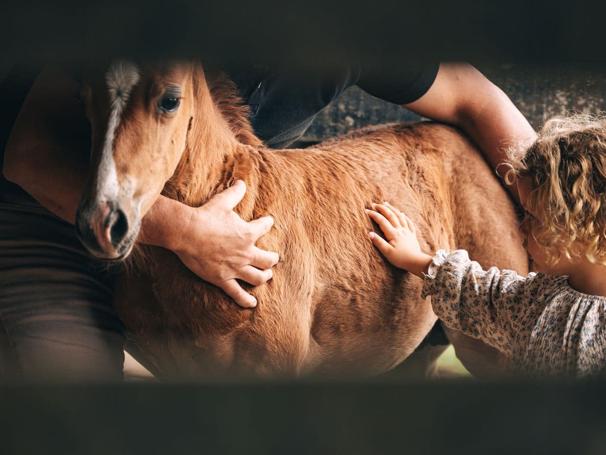 Child strokes pony