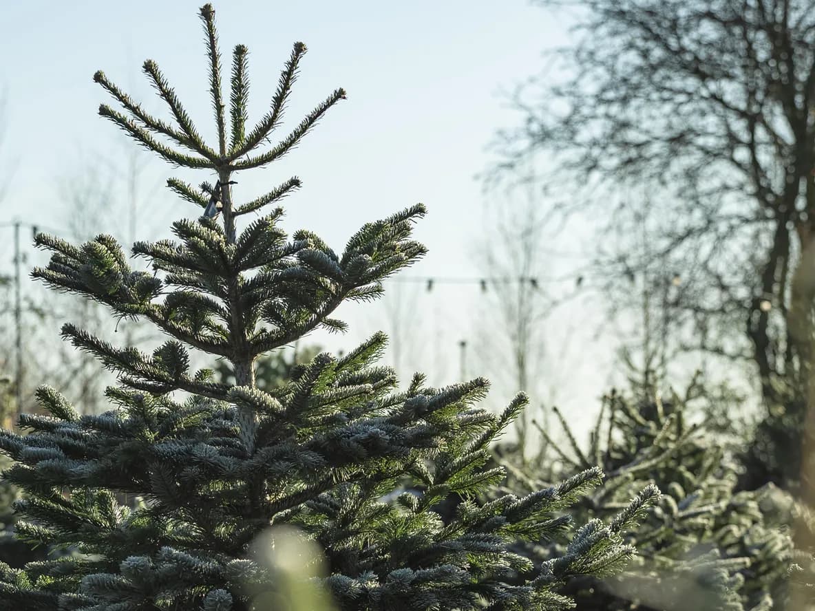 Close-up of frosted fir trees at a Christmas tree farm, with blurred bare trees and string lights in the background under a bright sky.