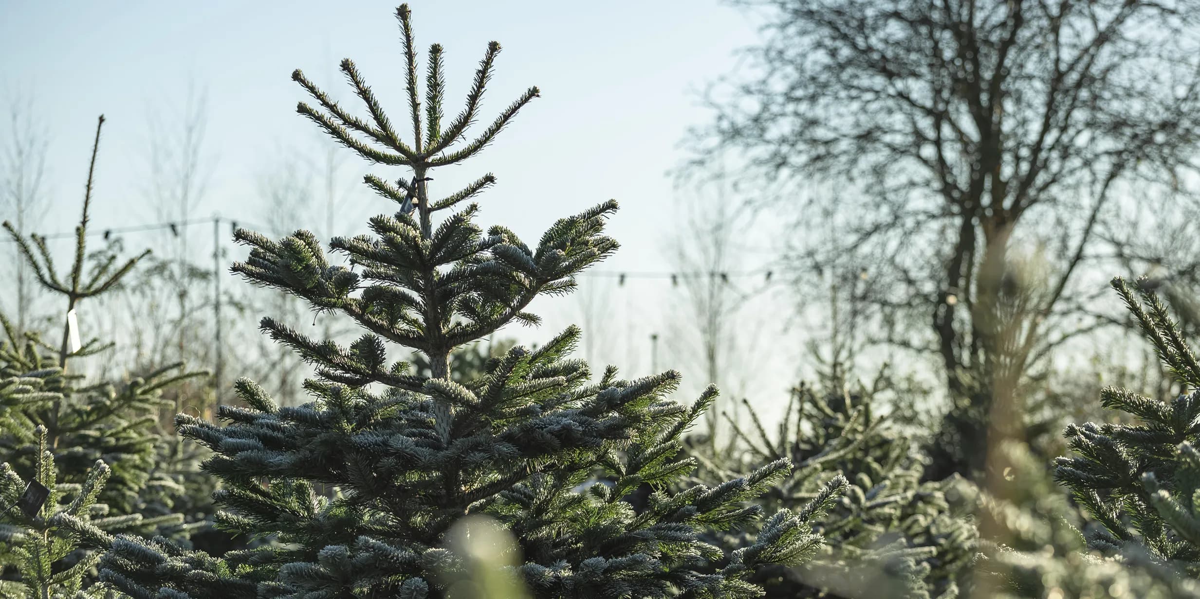 Close-up of frosted fir trees at a Christmas tree farm, with blurred bare trees and string lights in the background under a bright sky.
