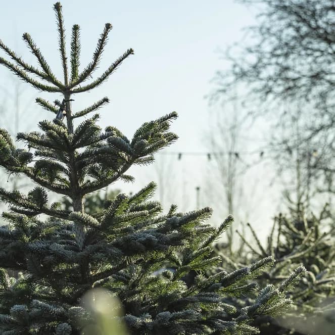 Close-up of frosted fir trees at a Christmas tree farm, with blurred bare trees and string lights in the background under a bright sky.
