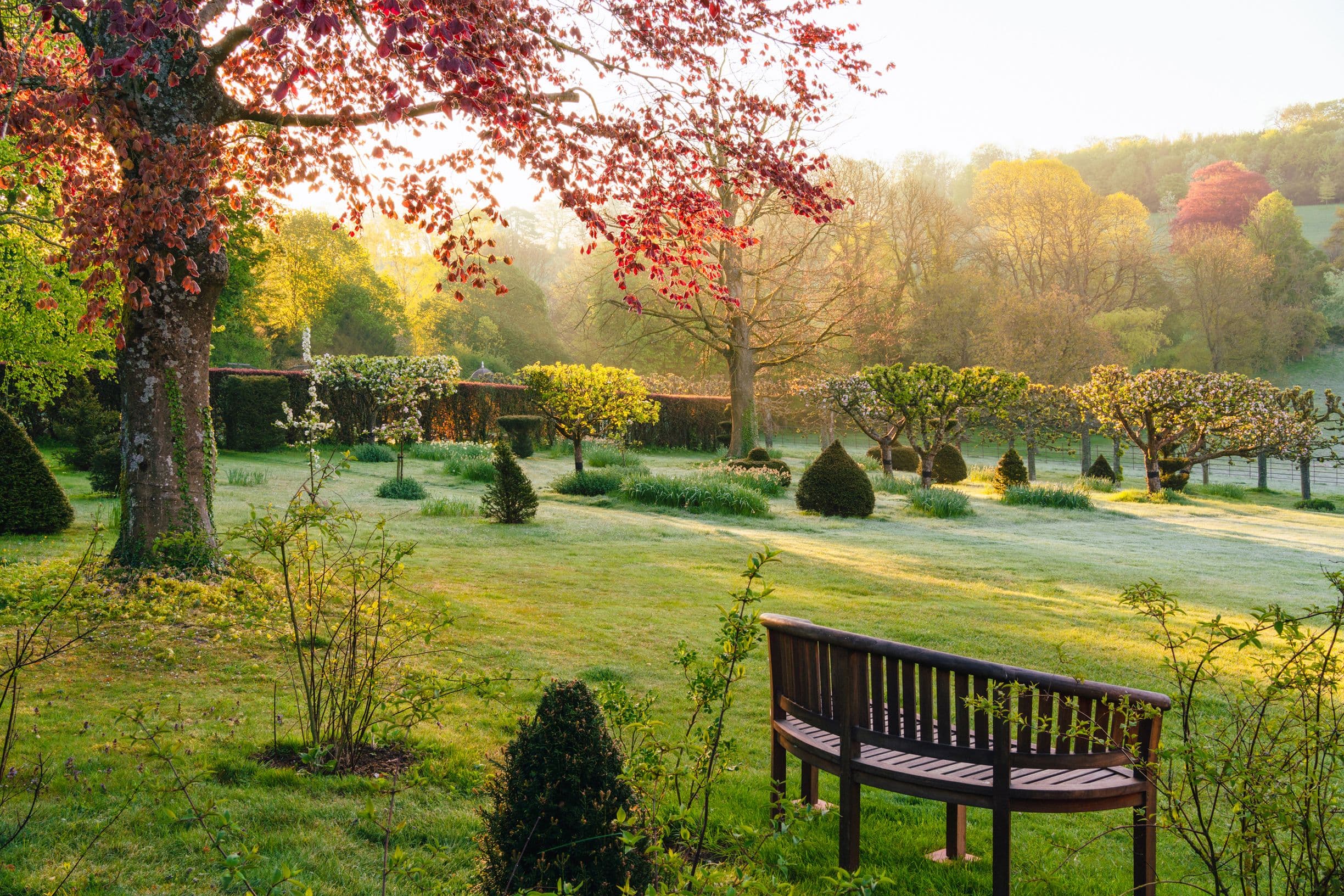 A serene garden at sunrise with a wooden bench, manicured shrubs, and trees with red leaves, surrounded by a soft, glowing landscape.