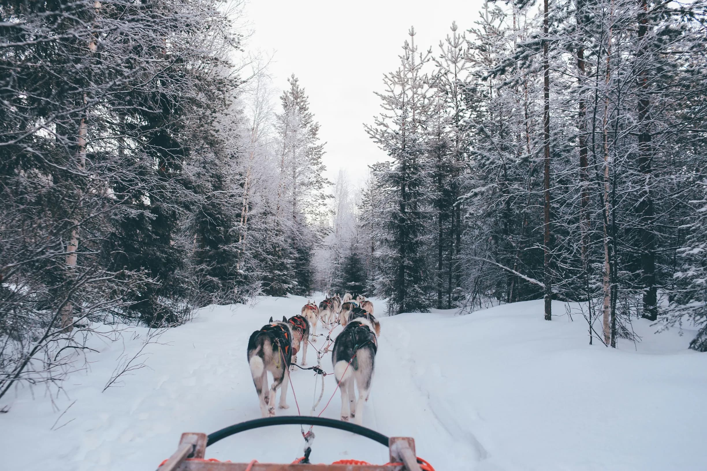 Dog sled team pulling a sled through a snowy forest trail, surrounded by tall, snow-covered trees under a soft, pale sky.