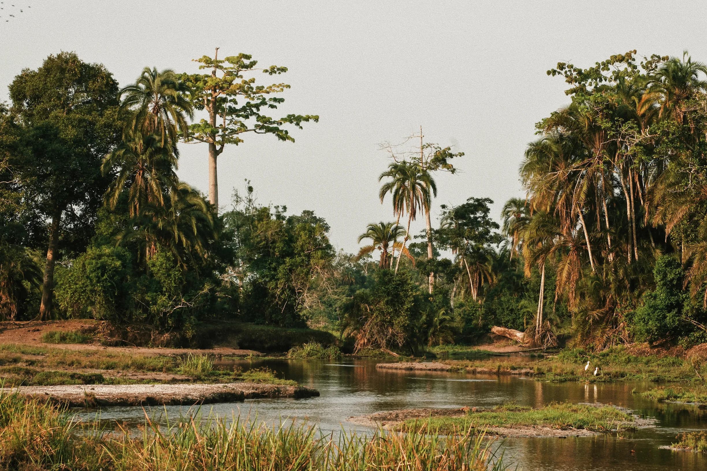 A serene river winding through a lush tropical landscape with tall palm trees and dense greenery under a clear sky.