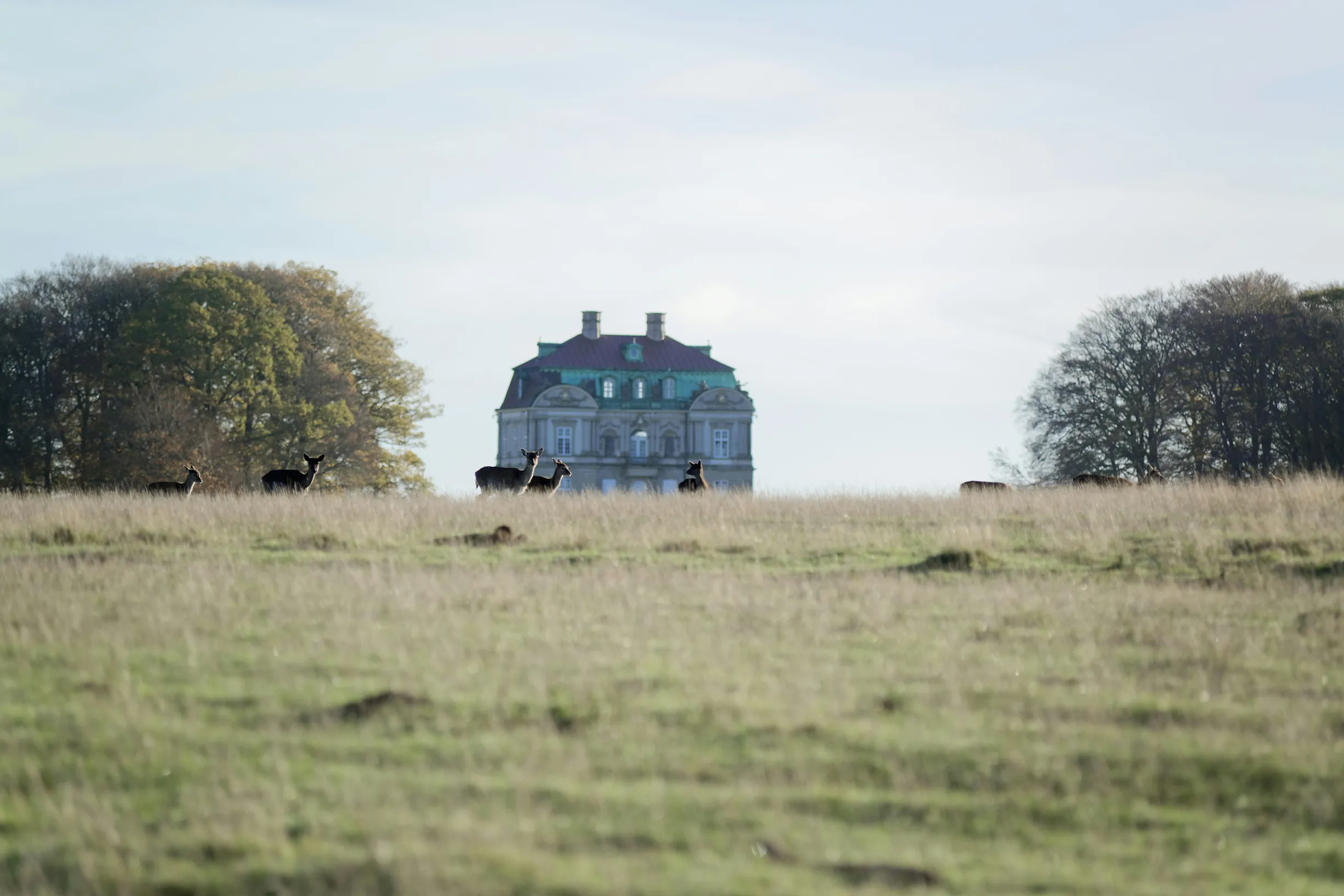 Deer graze in a grassy field with a historic mansion and trees in the background under a clear sky.