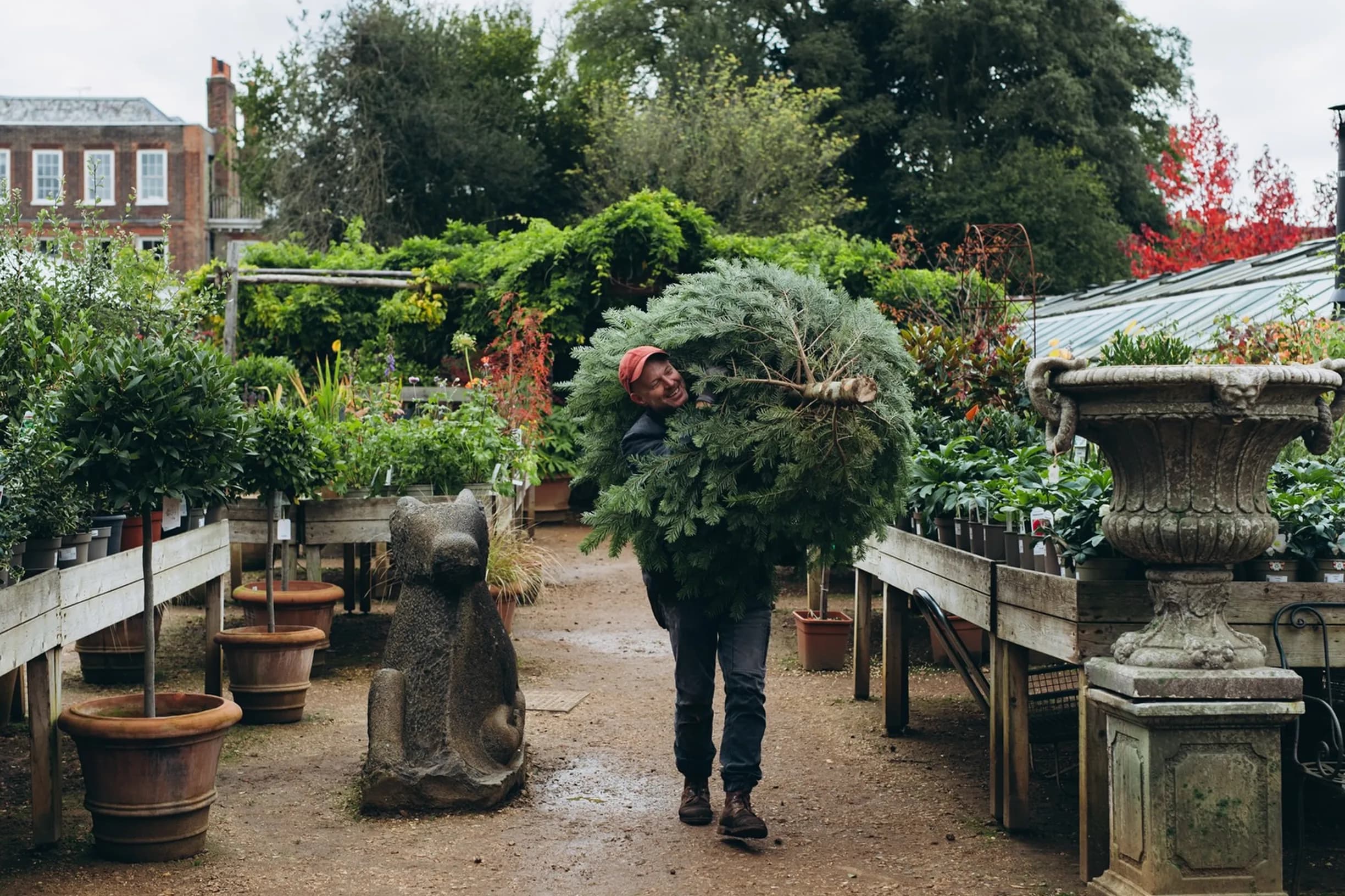 Smiling man in a red cap carrying a large, bushy evergreen tree through a garden center, surrounded by potted plants and stone ornaments.