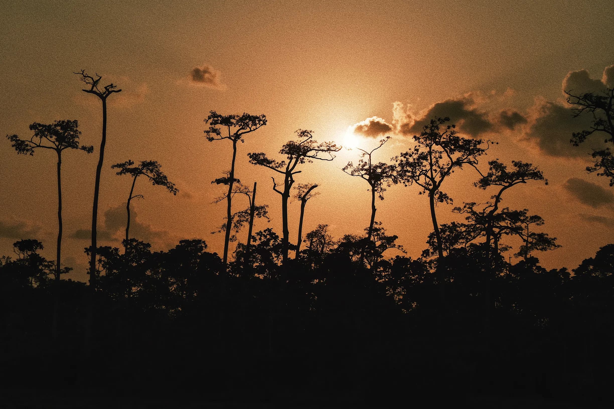 Silhouetted tall trees against a dramatic sunset sky with clouds, creating a serene and atmospheric landscape.