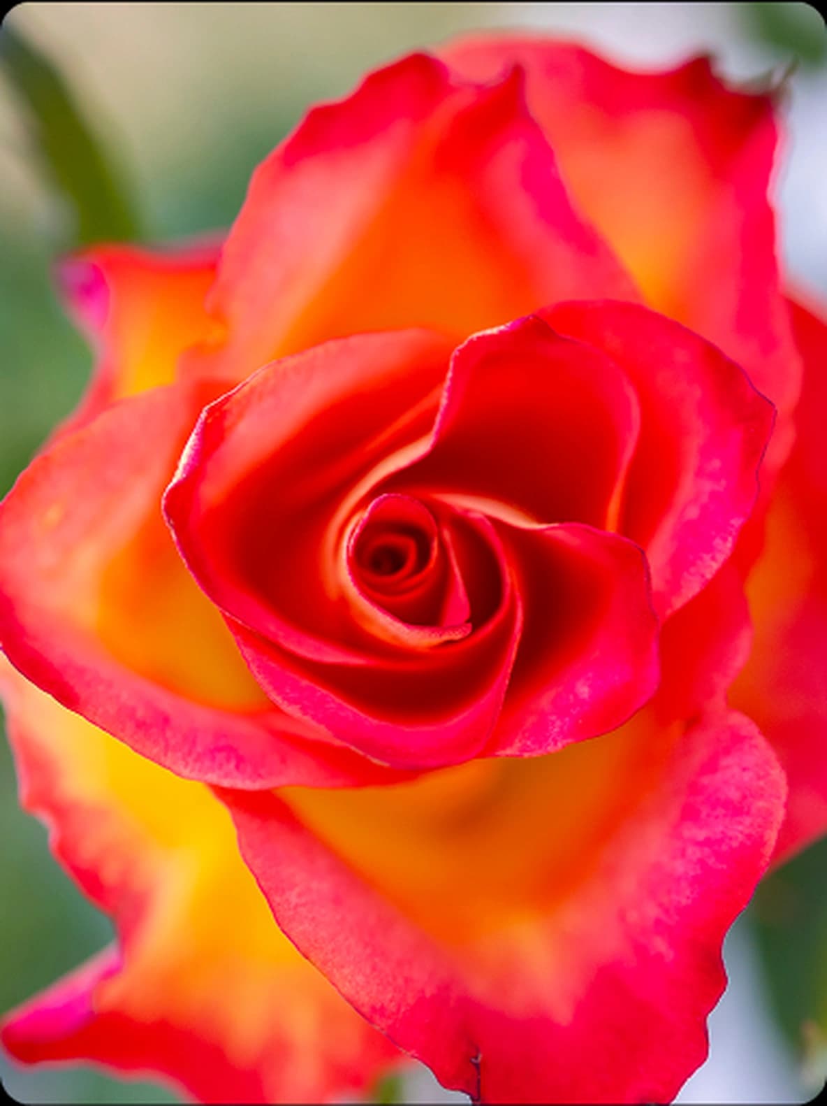 Close-up of a vibrant rose with red and yellow petals, showcasing intricate layers and a soft blurred background.