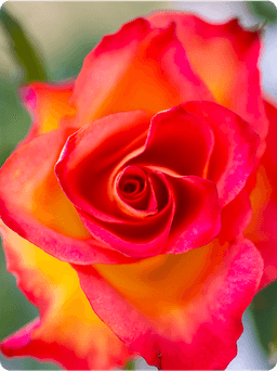 Android Macro Photography: Essential Guide