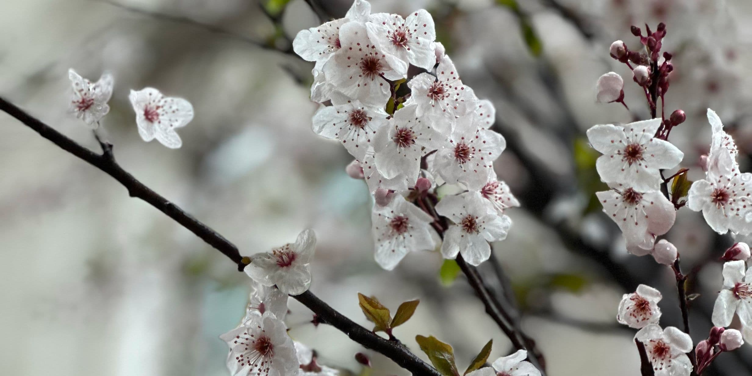 Master depth of field in your iPhone photography