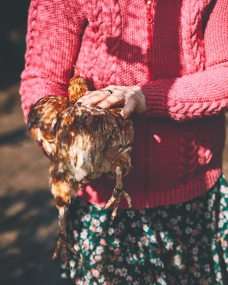 Person in a red knitted sweater holding a brown chicken, standing outdoors. The person is wearing a floral skirt.