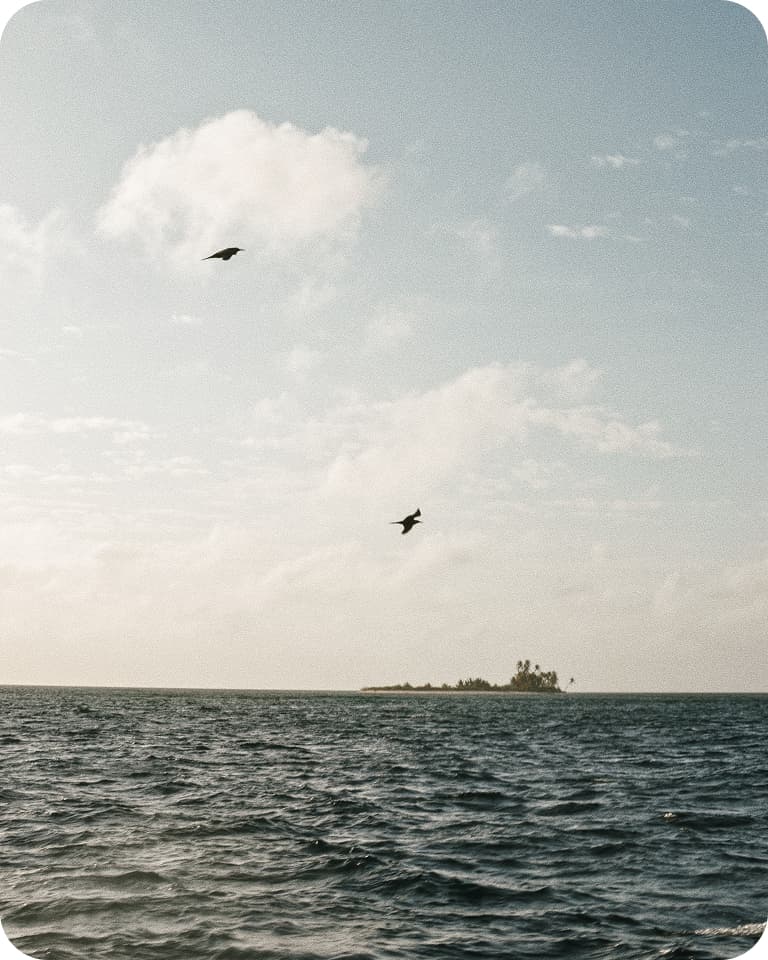 Two seabirds fly over choppy ocean waters toward a small palm-covered island on the horizon under a cloudy sky.