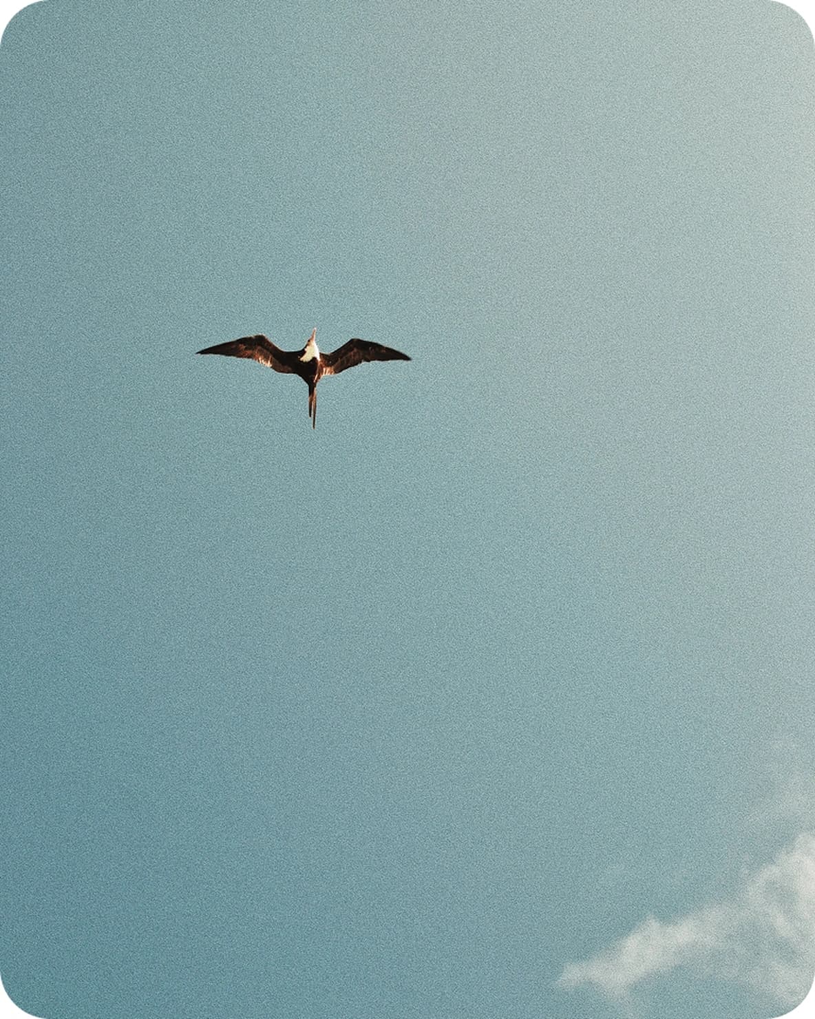 Long-tailed bird seen from below, wings outstretched against a vast pale blue sky with a small cloud.