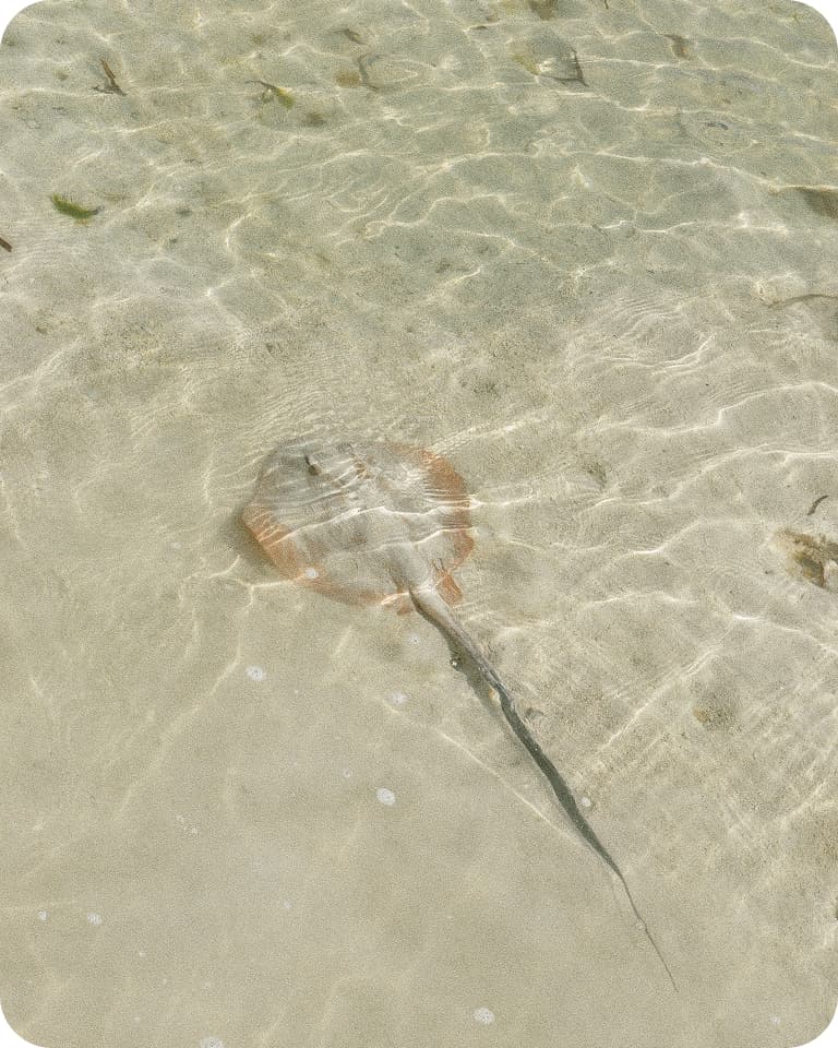 Stingray with long tail gliding in shallow clear water over a sandy seabed, rippled sunlight patterns on its back.