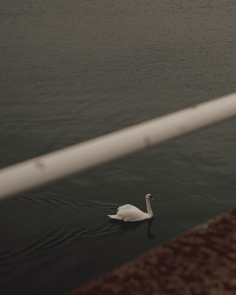A white swan gracefully swims on a calm, dark water surface, partially framed by a blurred metal railing in the foreground.