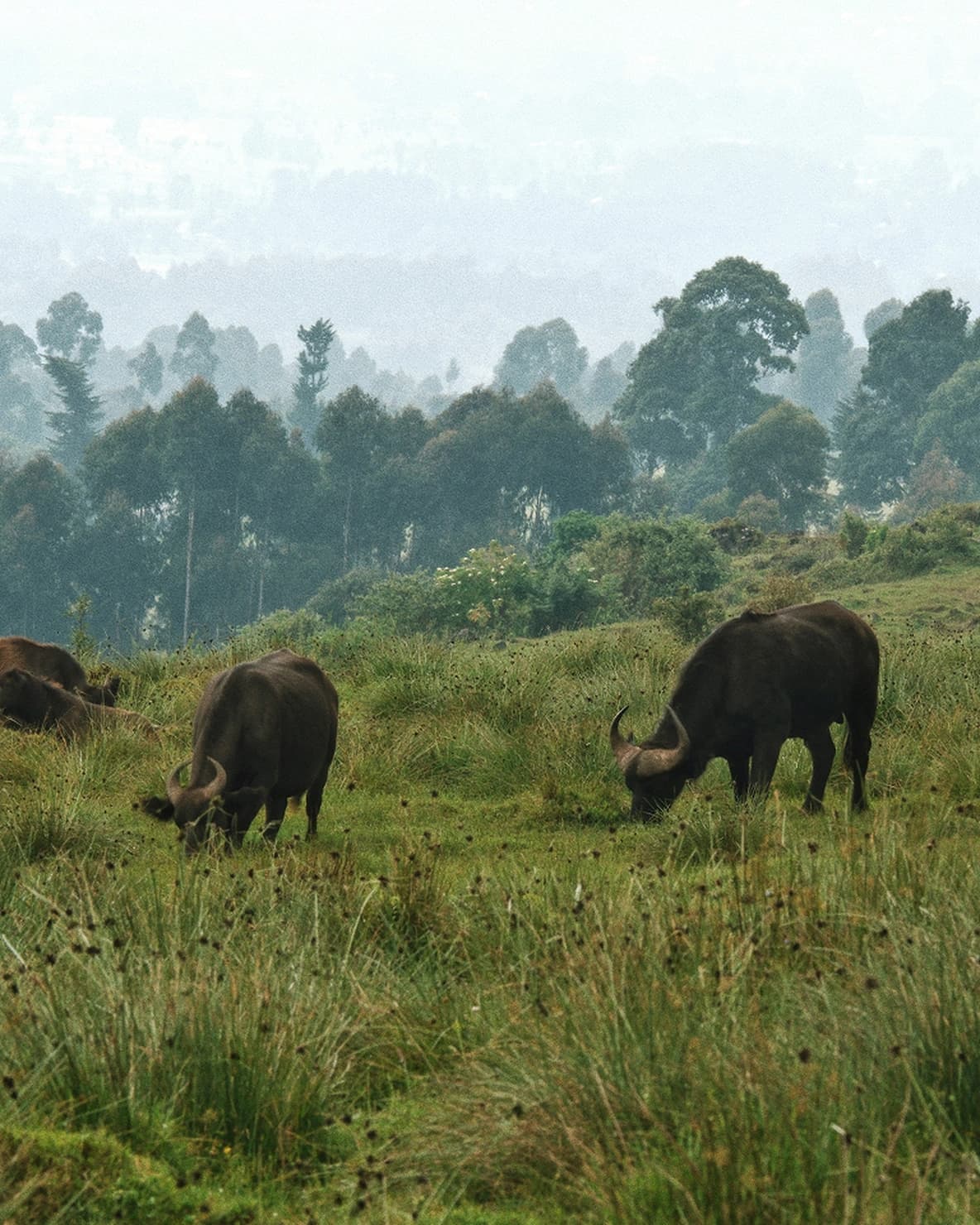 Buffaloes grazing on a grassy hillside with a backdrop of tall trees and a misty sky.