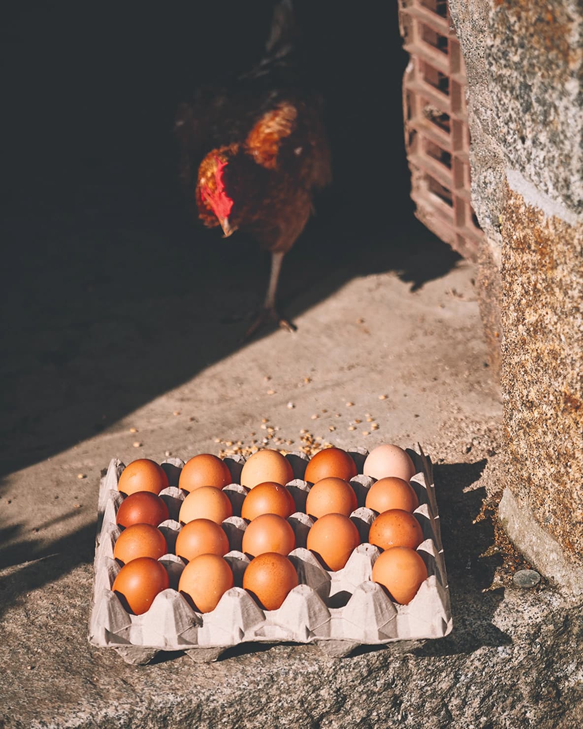 A rooster approaches a carton filled with brown eggs, placed on a stone surface in the sunlight.