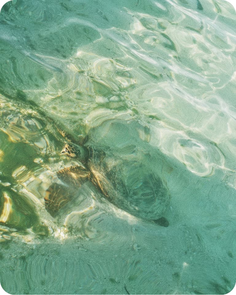 Green sea turtle swimming just below sunlit turquoise water surface, light ripples and reflections.
