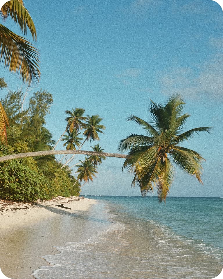 Sandy tropical beach with leaning coconut palms arching over turquoise sea under blue sky.