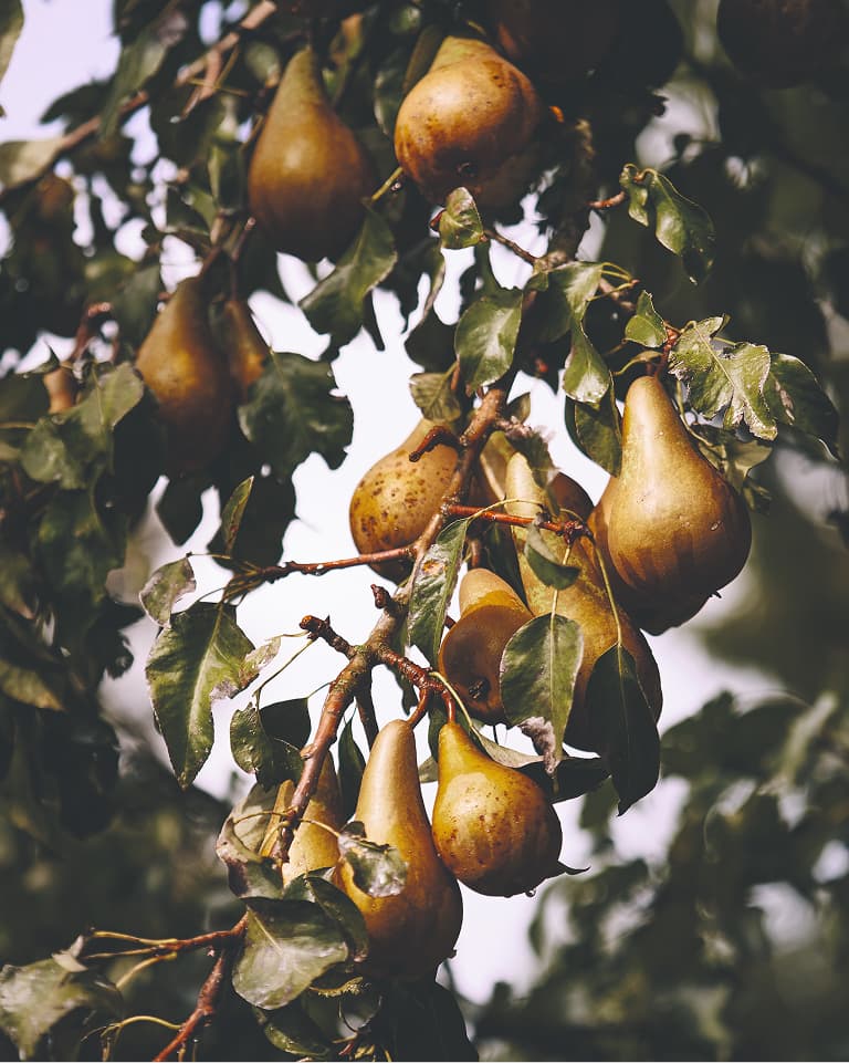 A cluster of ripe pears hanging from a tree with lush green leaves on a sunny day.