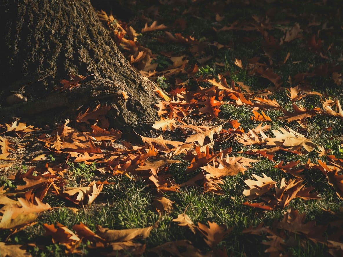Sunlit autumn leaves scattered on grass around the base of a tree, creating a warm, earthy scene.