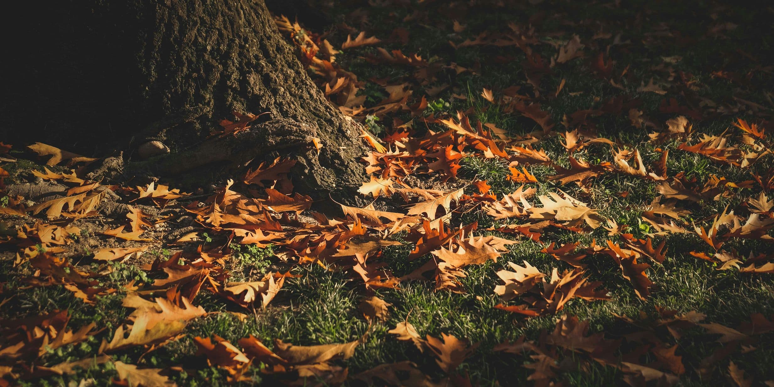 Sunlit autumn leaves scattered on grass around the base of a tree, creating a warm, earthy scene.