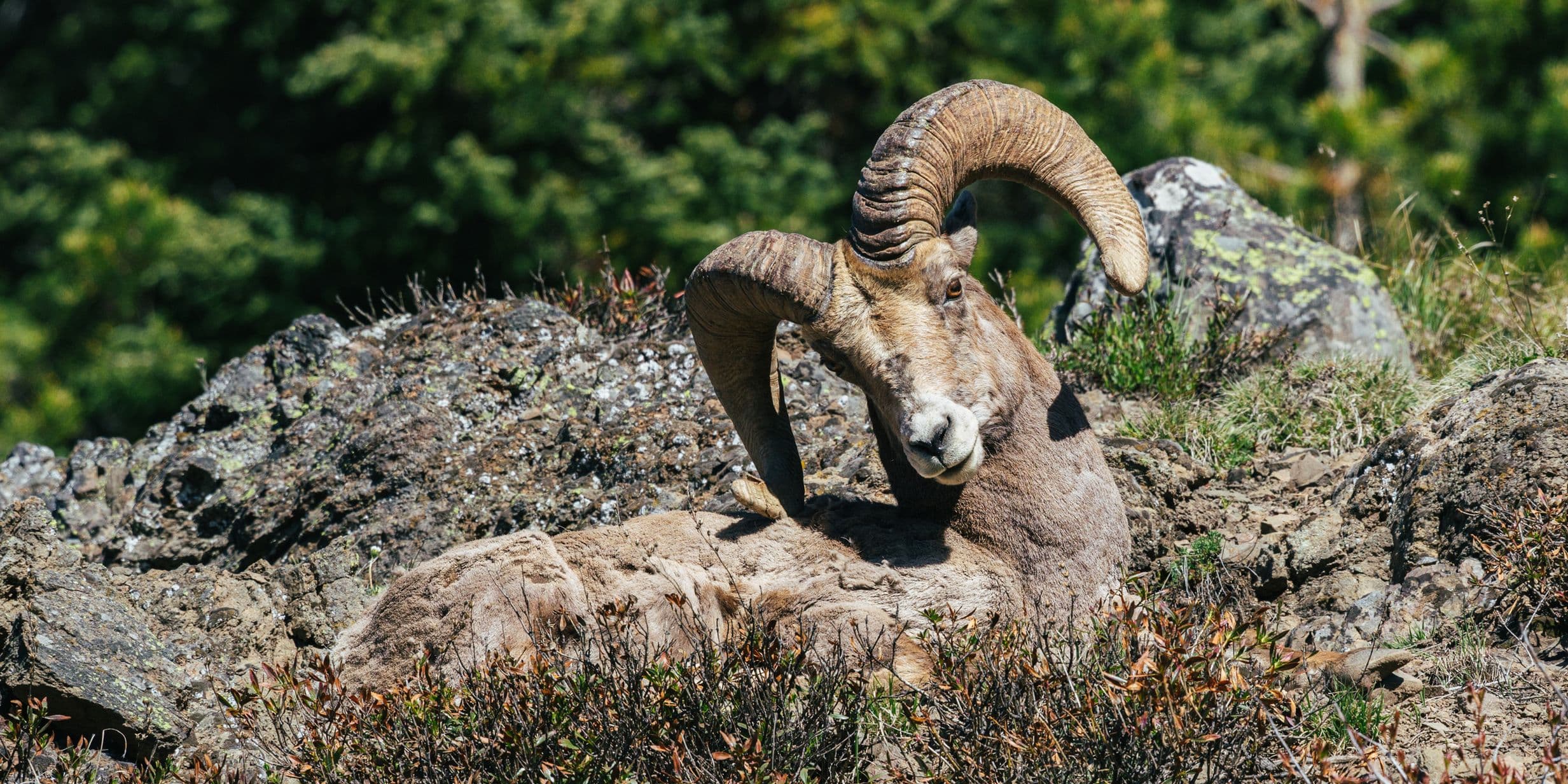 What Yellowstone taught me about photographing wildlife