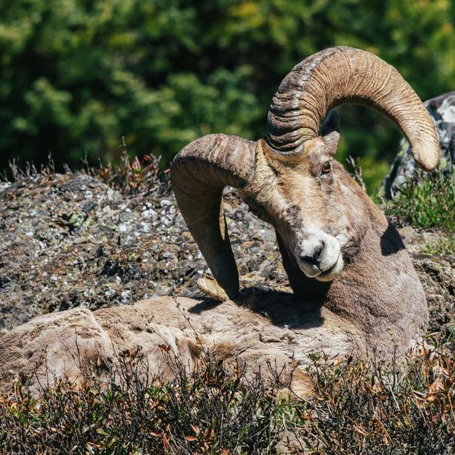 What Yellowstone taught me about photographing wildlife