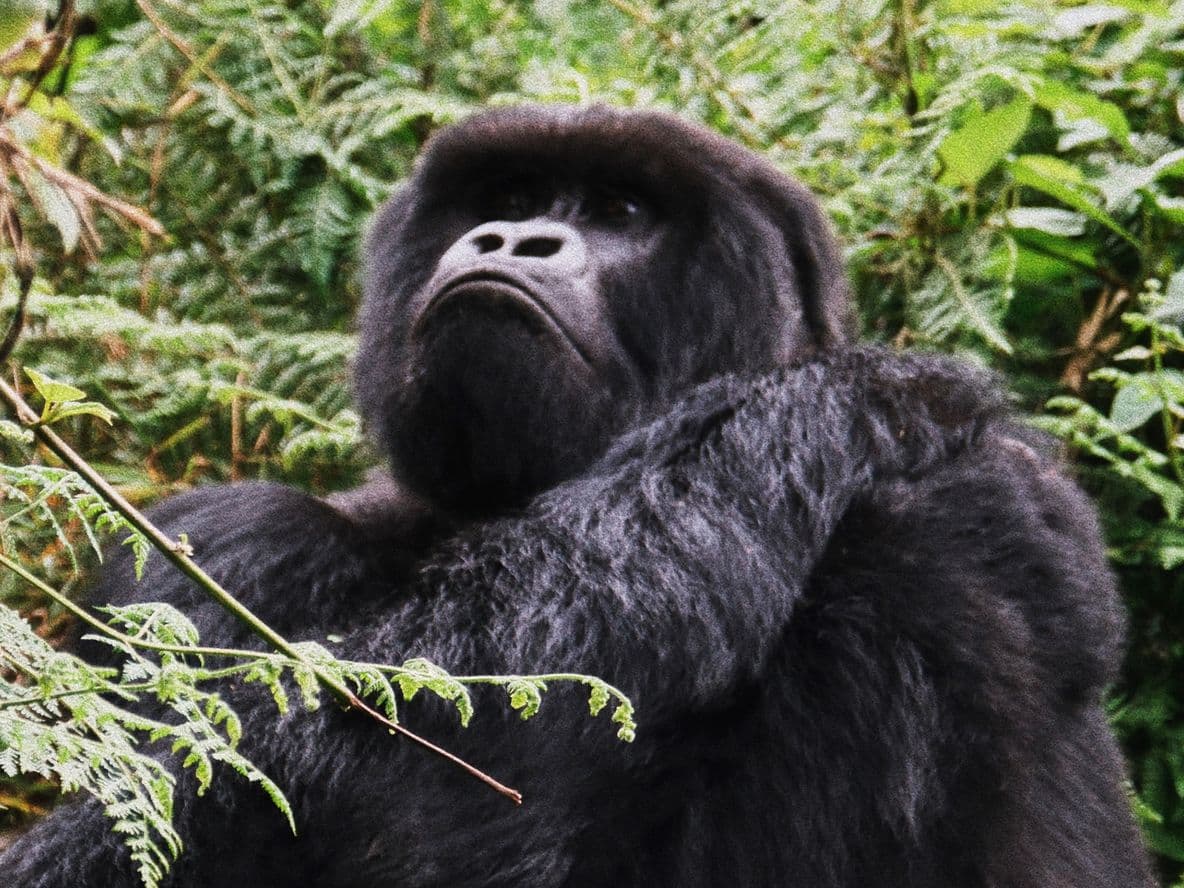 A gorilla stands among lush green foliage, gazing upwards with a thoughtful expression.