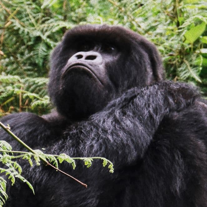 A gorilla stands among lush green foliage, gazing upwards with a thoughtful expression.