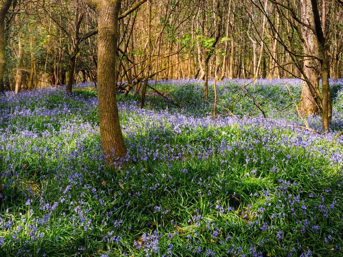 bluebells in soft summer light