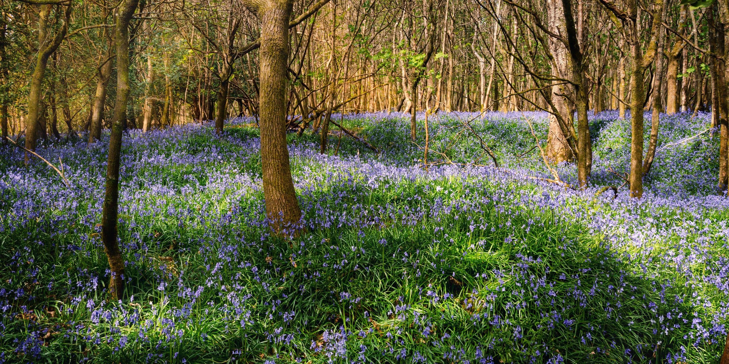 bluebells in soft summer light
