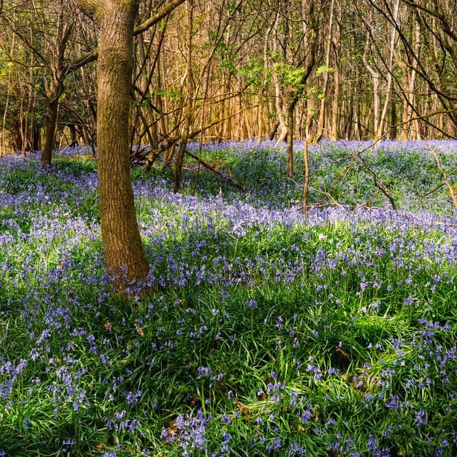 bluebells in soft summer light