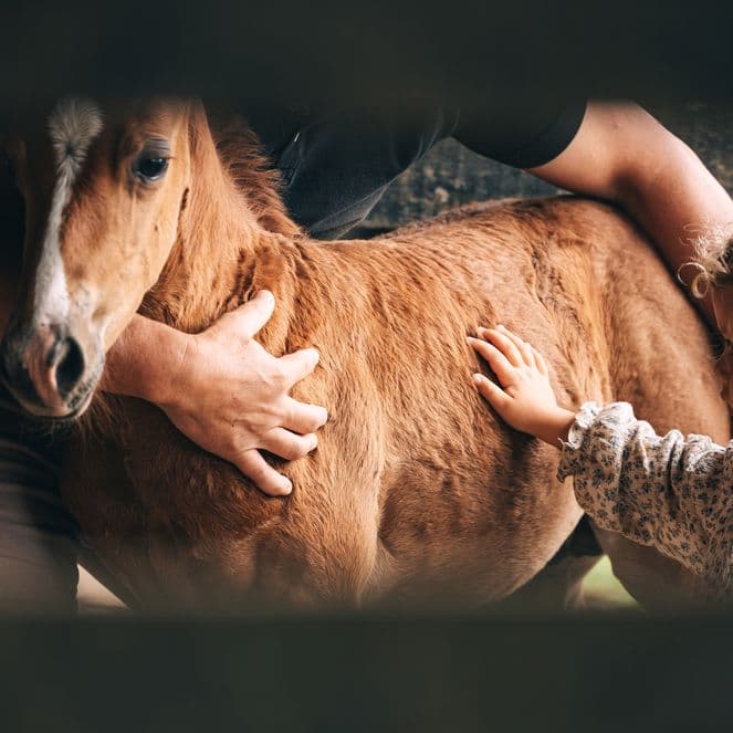 Child strokes pony