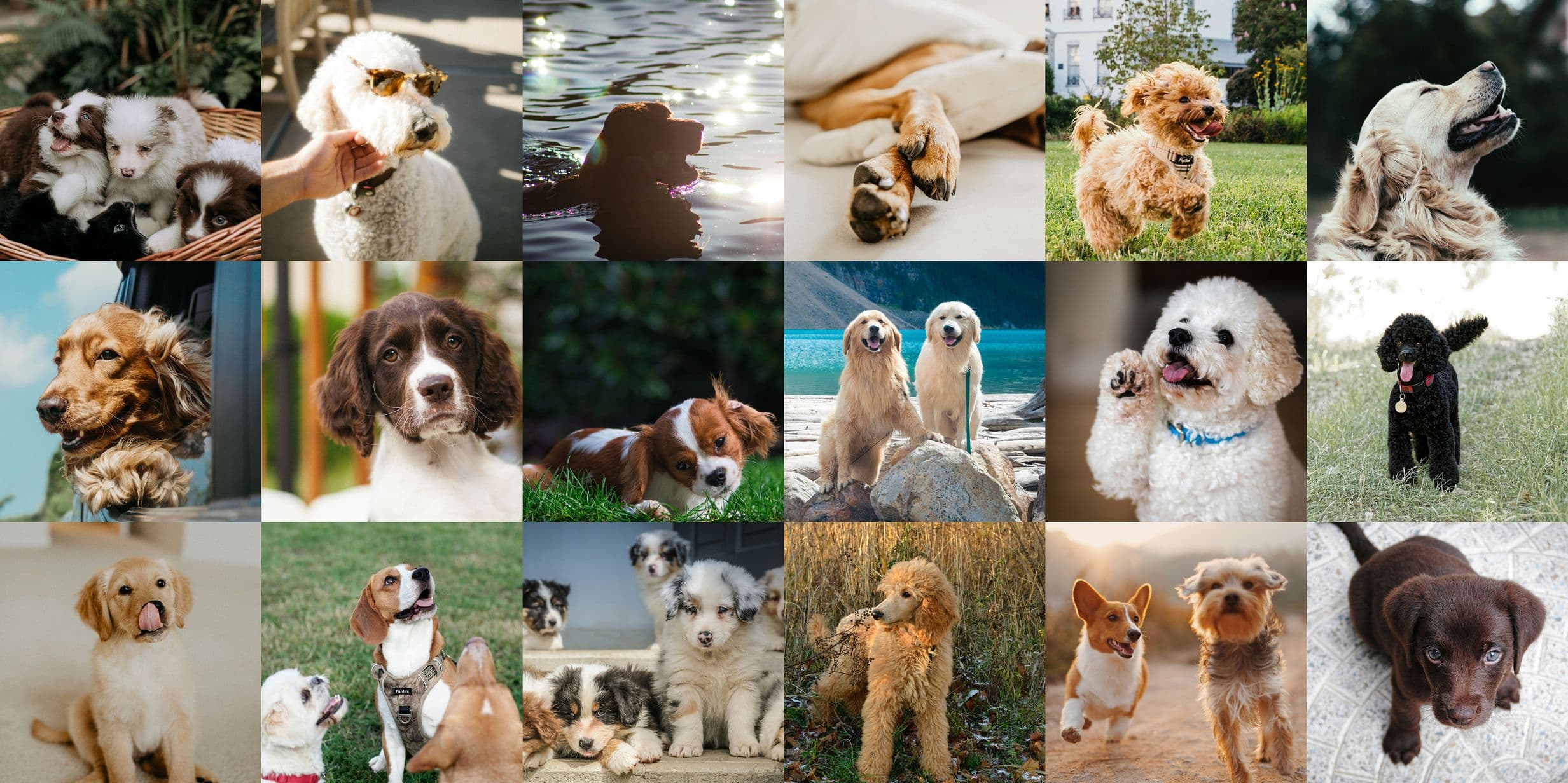 A collage of various dogs in different settings, including playful puppies, swimming dogs, lounging dogs, and dogs posing outdoors.