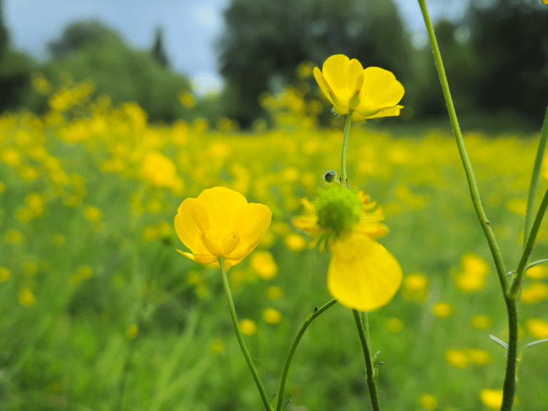 Master depth of field in your Android photography