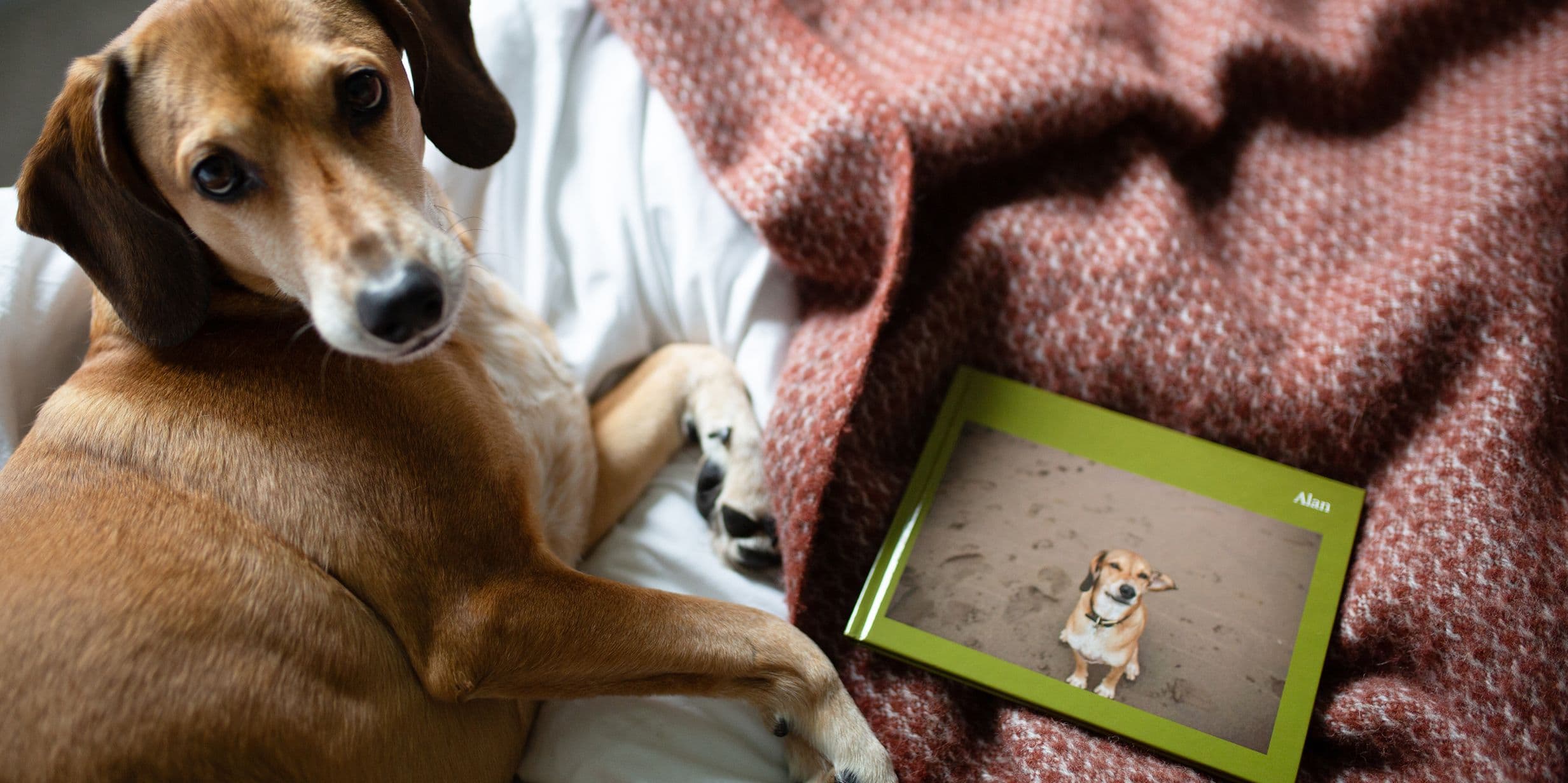 How to turn your favourite pet images into a photo book