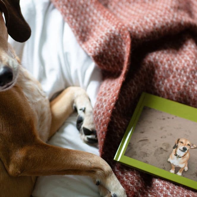 How to turn your favourite pet images into a photo book